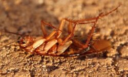 죽은 바퀴벌레 꿈의 상징적인 해석과 상황 별 해몽