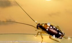 큰 바퀴벌레 죽이는 꿈의 상징적인 해석과 상황 별 해몽