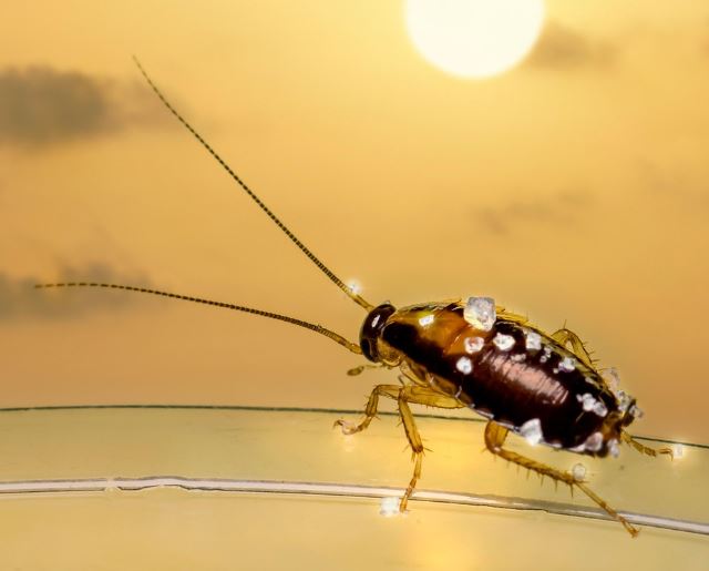 큰 바퀴벌레 죽이는 꿈의 상징적인 해석과 상황 별 해몽