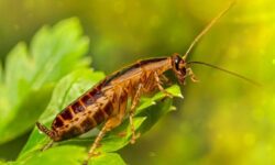 큰 바퀴벌레 잡는 꿈의 상징적인 해석과 상황 별 해몽