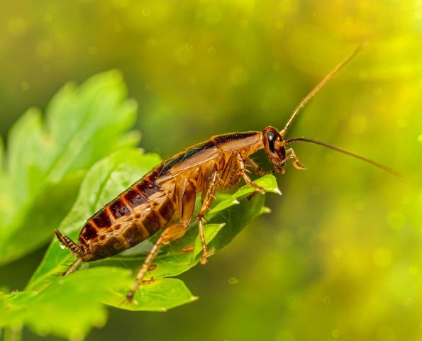 큰 바퀴벌레 잡는 꿈의 상징적인 해석과 상황 별 해몽