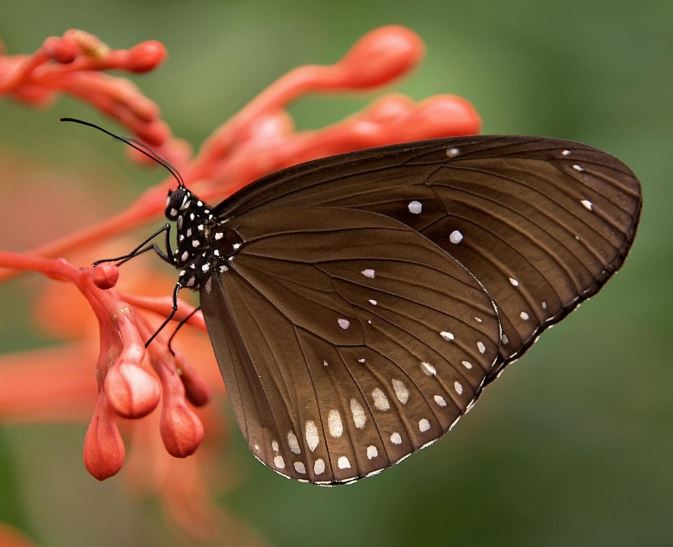 검은 나비 꿈의 상징적인 해석과 상황 별 해몽