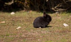 검은 토끼 꿈의 상징적인 해석과 상황 별 해몽