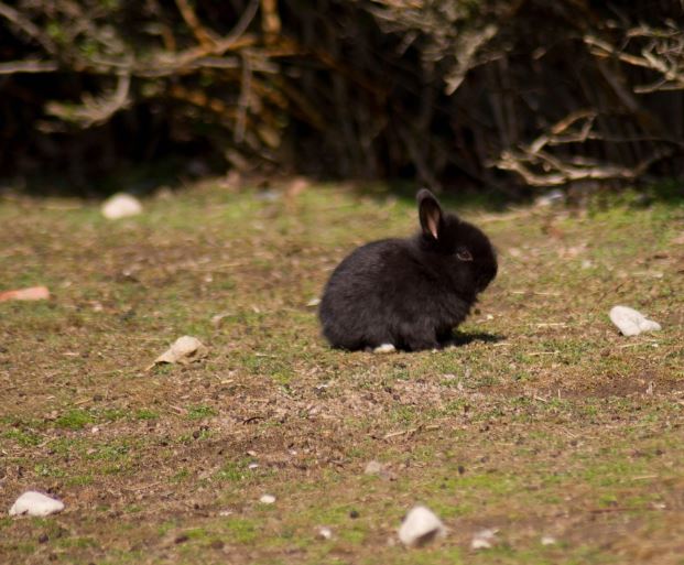 검은 토끼 꿈의 상징적인 해석과 상황 별 해몽
