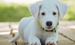 강아지 이빨 빠지는, 빠진 꿈의 상징적인 해석(태몽, 재물, 건강운) 강아지 이빨 빠지는 꿈의 상징적인 해석