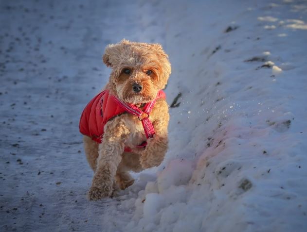 강아지 죽이는 꿈의 상징적인 해석
