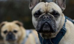 강아지, 개 잡는 꿈의 상징적인 해석