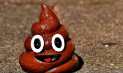 개 똥 꿈 해몽의 의미