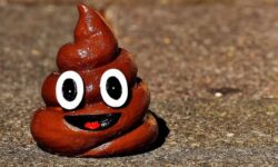 비둘기 똥 꿈 해몽의 의미