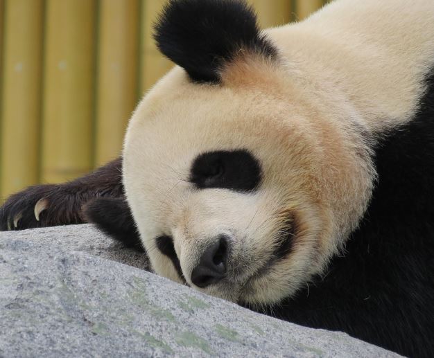 판다 꿈 해몽의 의미