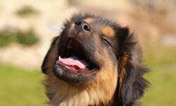 강아지 이빨 빠지는 꿈 해몽의 의미(개 이가 빠진, 나는, 생기는, 흔들리는, 뽑는, 빼는, 썩는, 부러지는, 부서지는 꿈) 강아지 이빨 빠지는 꿈 해몽의 의미