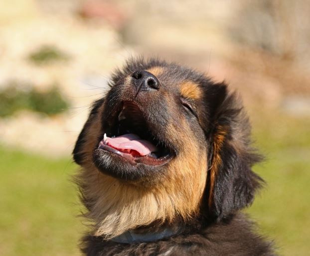 강아지 이빨 빠지는 꿈 해몽의 의미