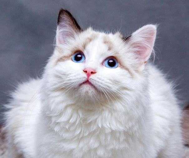 고양이 이빨 빠지는 꿈 해몽의 의미