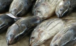 생선 잡는 꿈 해몽의 의미