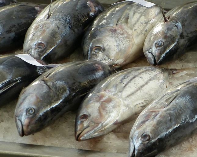 생선 잡는 꿈 해몽의 의미