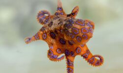 낙지 잡는 꿈 해몽의 의미