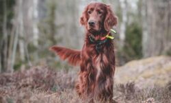 개한테 쫓기는 꿈 해몽의 의미