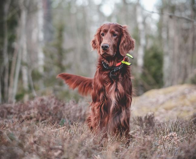 개한테 쫓기는 꿈 해몽의 의미