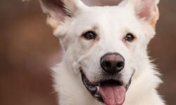 개가 핥는 꿈 해몽의 의미