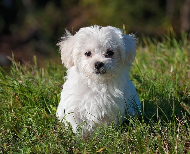 반려견 꿈 해몽의 의미