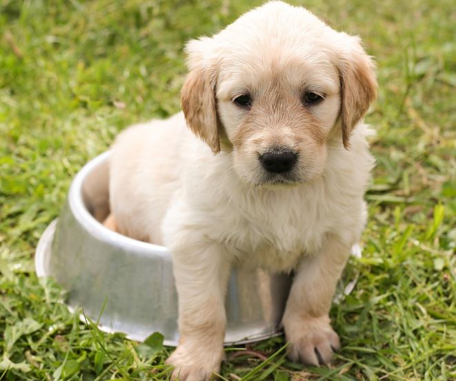 강아지 버리는 꿈 해몽의 의미