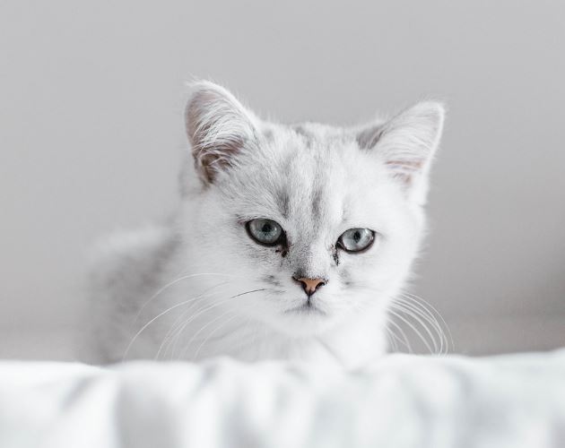 고양이 때리는 꿈 해몽의 의미