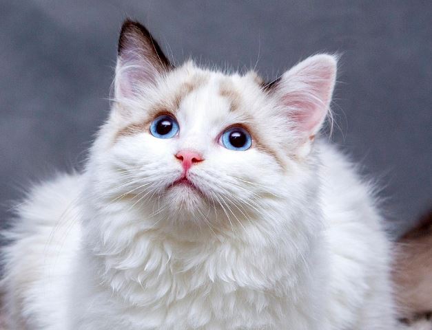 고양이 떨어지는 꿈 해몽의 의미