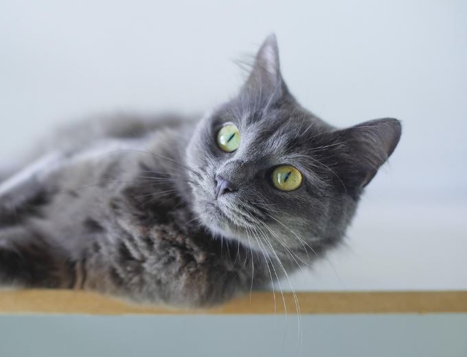 고양이 핥는 꿈 해몽의 의미