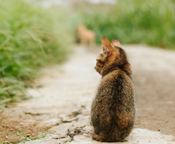 고양이 받는 꿈 해몽의 의미