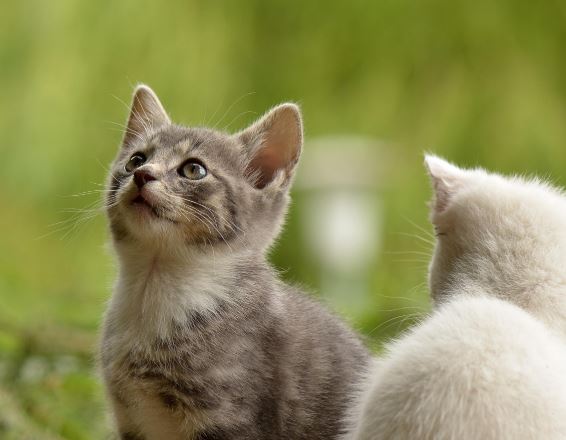 사람이 고양이로 변하는 꿈 해몽의 의미