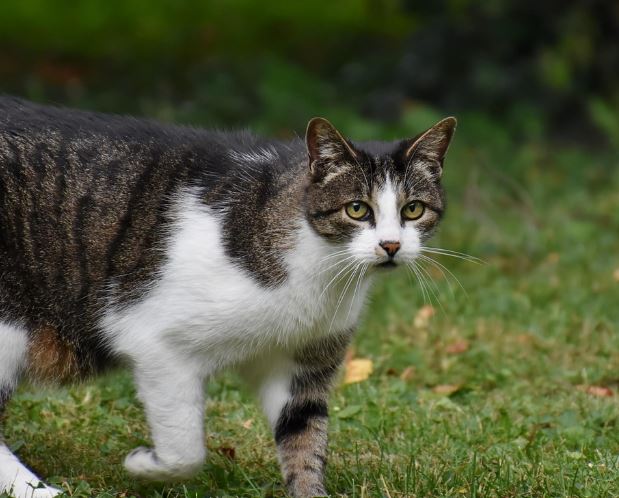 고양이가 쫓아오는 꿈 해몽의 의미
