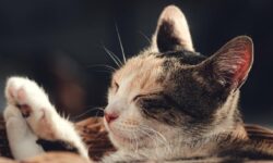 고양이가 피 흘리는 꿈 해몽의 의미(피 나는, 다치는, 고양이가 오줌 싸는, 맞는, 토하는, 고양이랑 싸우는, 고양이와 싸운 꿈) 고양이가 피 흘리는 꿈 해몽의 의미