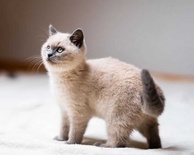 고양이 잃어버리는 꿈 해몽의 의미