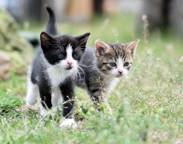 아기 고양이 꿈 해몽의 의미