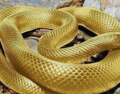 황금 구렁이 꿈 해몽의 의미