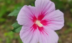 무궁화 꿈 해몽의 의미