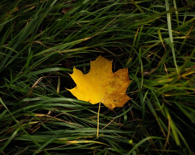 낙엽 꿈 해몽의 의미