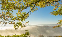 나뭇가지 꿈 해몽의 의미