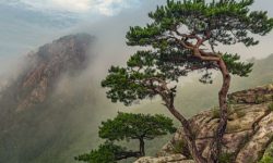 소나무 꿈 해몽의 의미