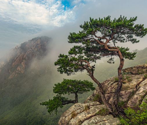 소나무 꿈 해몽의 의미