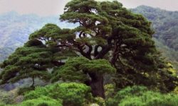 큰 소나무 꿈 해몽의 의미