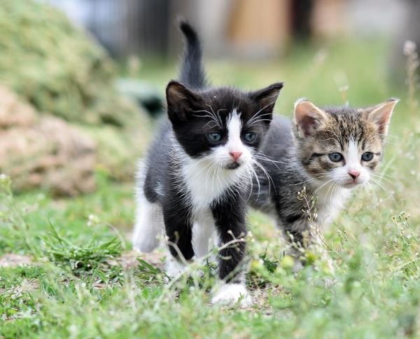 고양이 선물받는 꿈의 의미