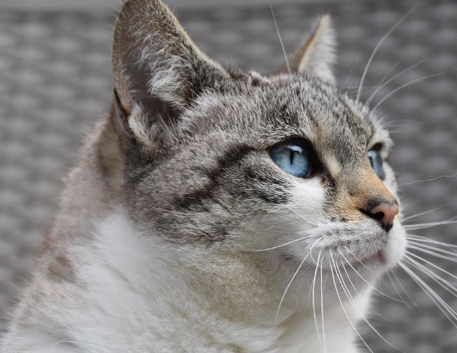 고양이 안고있는 꿈의 의미