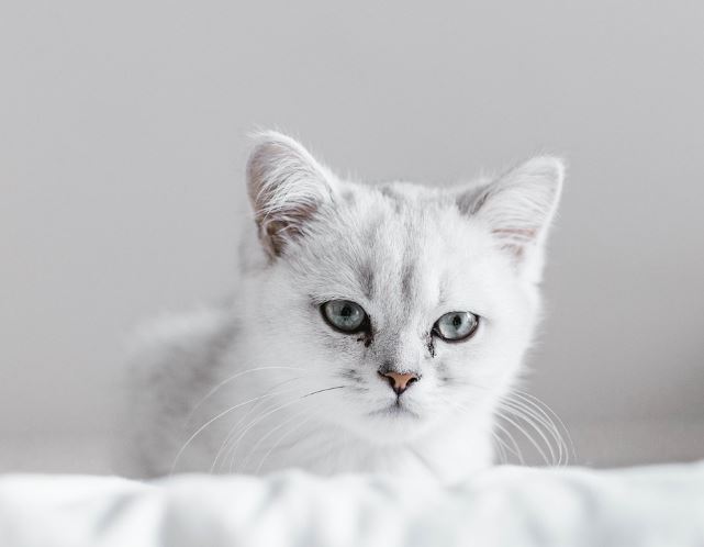 고양이 도망가는 꿈의 의미