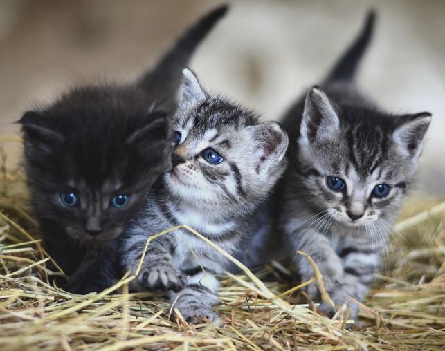 고양이가 말하는 꿈의 의미