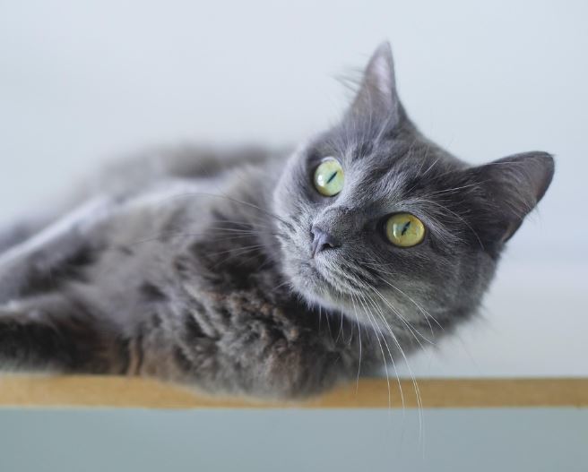 고양이가 쥐를 잡는 꿈의 의미