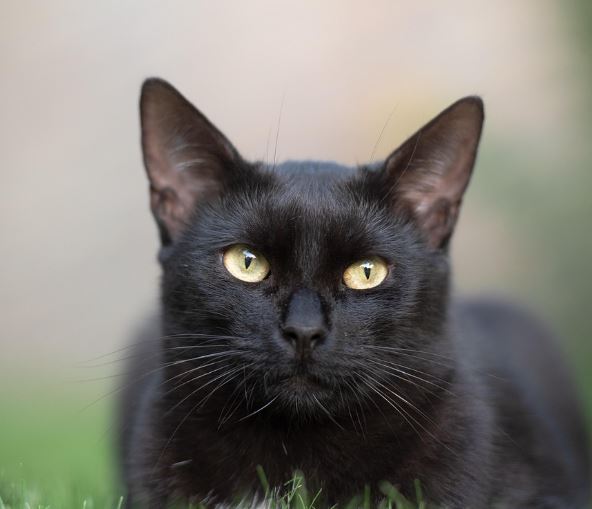 고양이가 할퀴는 꿈의 의미