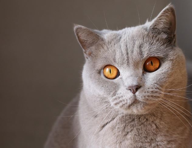 고양이한테 물리는 꿈의 의미