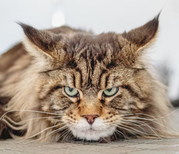 고양이가 깨무는 꿈의 의미