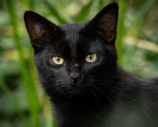 고양이가 새끼를 낳는 꿈의 의미